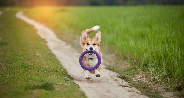 Glücklicher Welsh Corgi Pembroke Hund, der mit Abzieher im Frühlingsfeld spielt