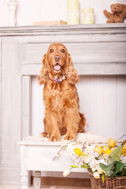 Glückliches englisches Cockerspaniel-Hundeporträt mit Blumen