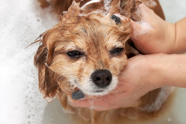 Glückliches Gesicht eines roten Hundes im Badezimmer mit Schaum auf dem Kopf