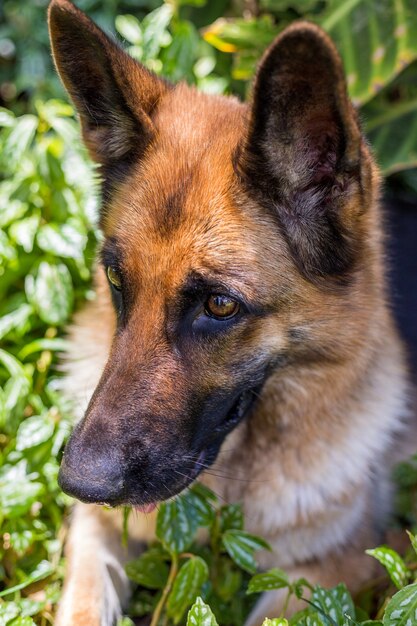 Glückliches Hundespiel, Hund Deutscher Schäferhund, isoliert