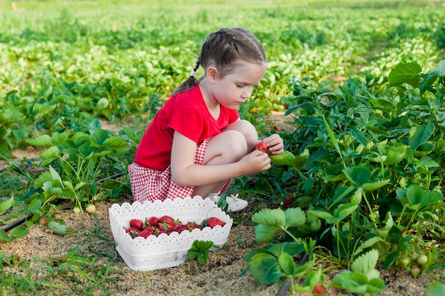 glückliches junges Kindermädchen, das Erdbeeren auf einer Plantage auswählt und isst