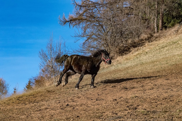 Glückliches Pferd, das läuft und tritt