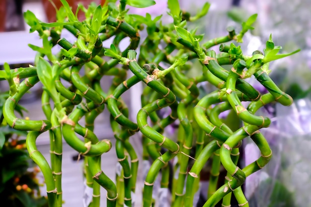 Glücksbambus, Dracaena Sanderiana. Eine tropische Zierpflanze am Blumenmarkt.