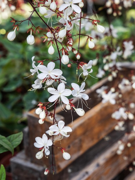 Glühbirne Clerodendrum Chains of Glory weiße kleine Baumblumen