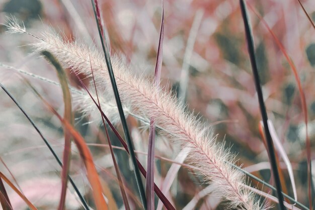 Glühende trockene Grasspitzen in weichem Fokus in der untergehenden Sonne auf Nahaufnahme