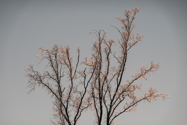 glühendes gefrorenes Eis auf einem Baum bei Sonnenuntergang.