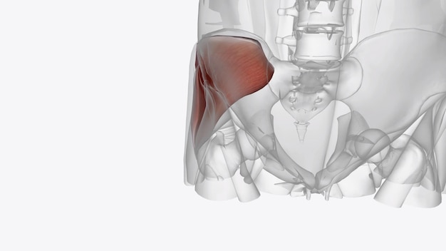 El glúteo medio, uno de los tres músculos glúteos, es un músculo radiante ancho y grueso.