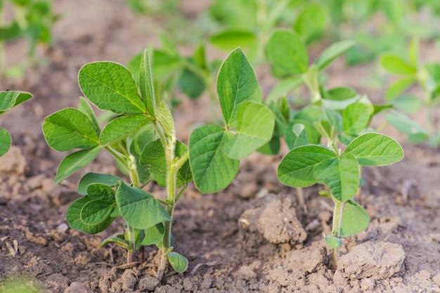 Glycine max, soja, germinado de soja cultivando soja a escala industrial