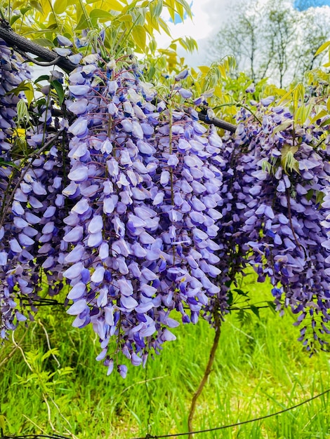 Glyzinie. schöne Blumen im Garten