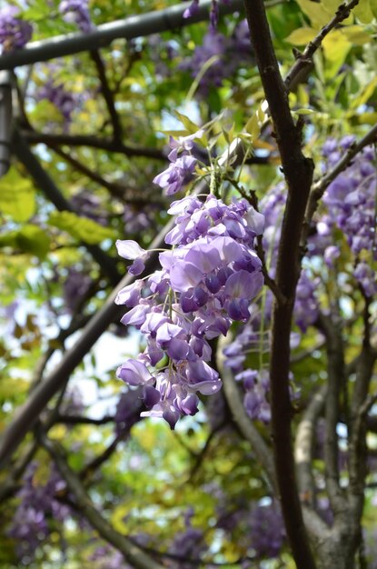 Foto glyzinienblüte im park