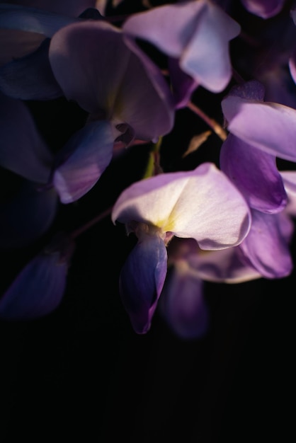 Glyzinienblüten schließen Makro