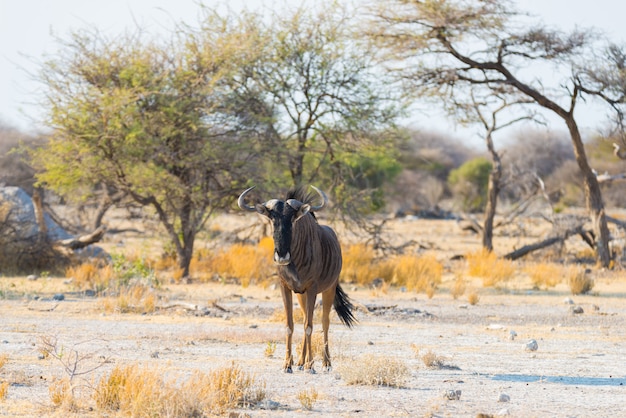 GNU azul andando no mato. Safari da vida selvagem no Parque Nacional Etosha, famoso destino de viagem na Namíbia, África.