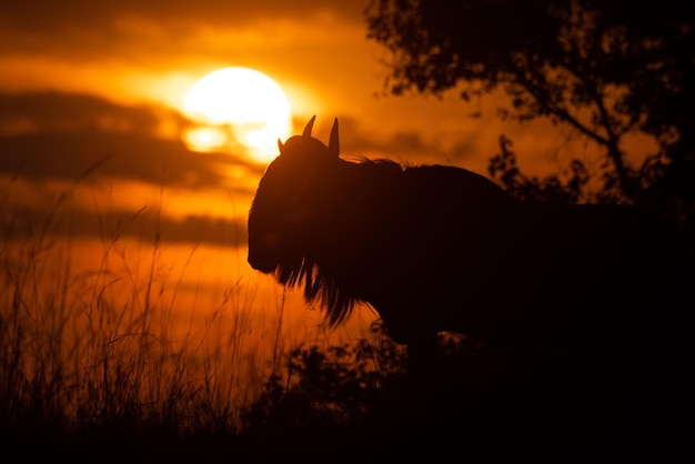 Foto gnu azul em silhueta ao pôr-do-sol