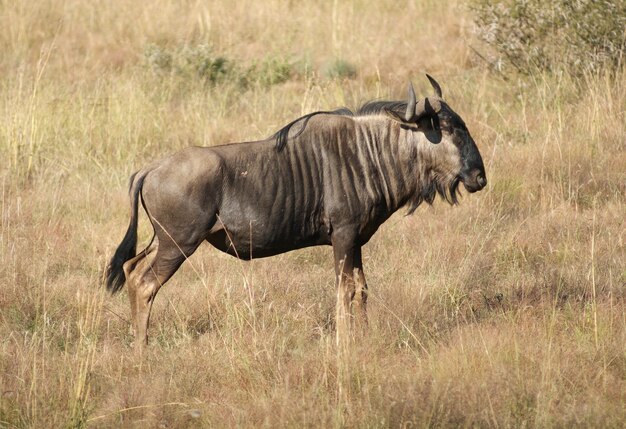 gnu en Botsuana