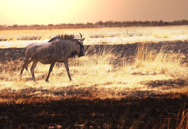 Gnu de antílope