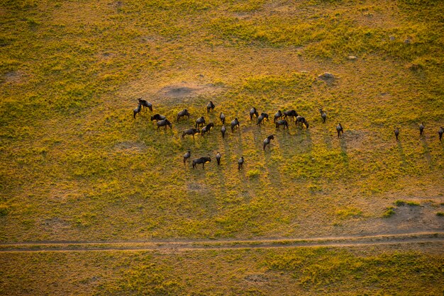 Foto gnu do céu