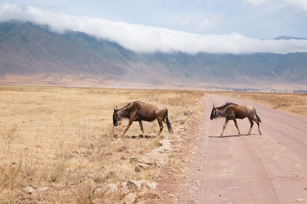 Gnu em uma linha na cratera da Área de Conservação de Ngorongoro, na Tanzânia. Vida selvagem africana