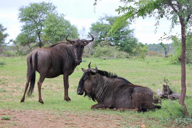 Foto gnu família descansando