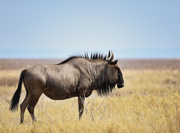 Gnu listrado no parque nacional de Etosha, na Namíbia, África do Sul