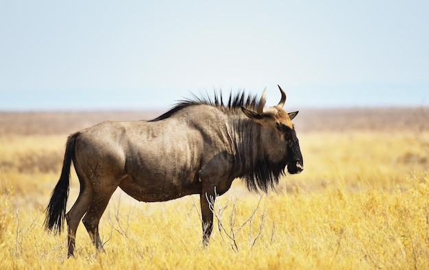 Gnu listrado no parque nacional de Etosha, na Namíbia, África do Sul