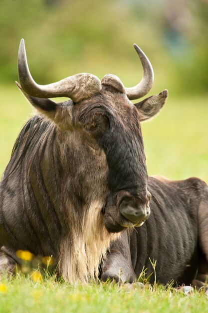 Gnu-montado