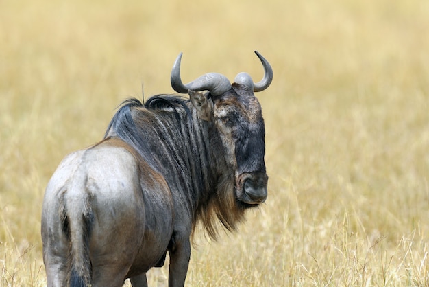 Gnu no parque nacional do quênia