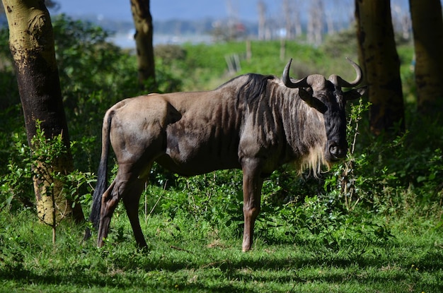 Gnu no Parque Naivasha, Quênia, África