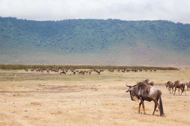 Gnus auf Ngorongoro Conservation Area Krater Tansania