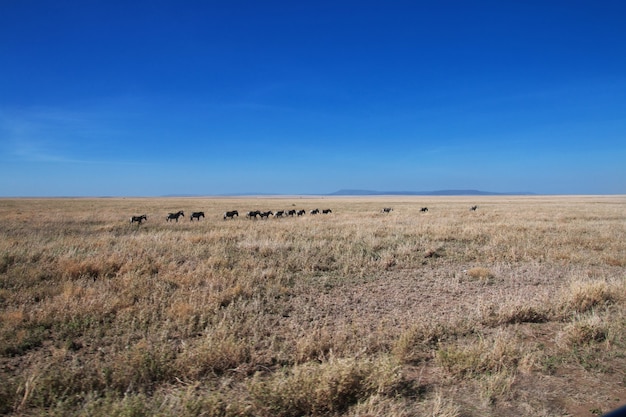 Gnus auf Safari in Kenia und Tansania, Afrika