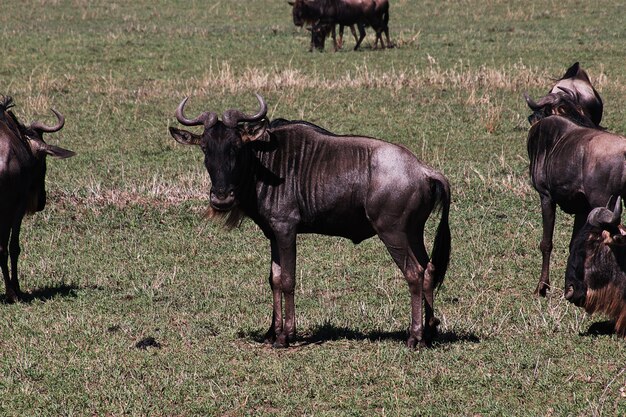 Gnus auf Safari in Kenia und Tansania, Afrika