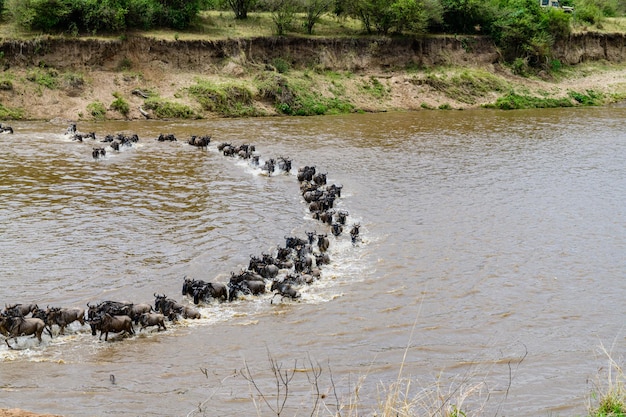 Gnus (Connochaetes) überqueren den Mara-Fluss im Serengeti-Nationalpark. Große Migration. Wildtierfoto