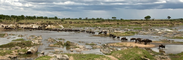 Gnus, die den Fluss in der Serengeti, Tansania, Afrika überqueren