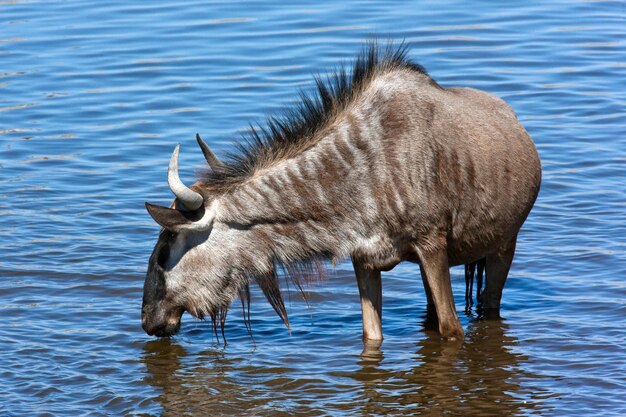 Gnus em um poço de água Namíbia