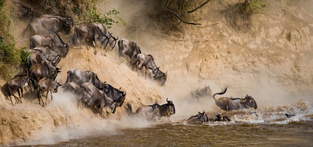 Gnus estão correndo para o rio Mara