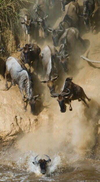 Gnus estão correndo para o rio mara