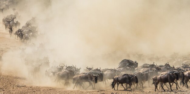 Gnus estão correndo pela savana. Grande migração. Quênia. Tanzânia. Parque Nacional Masai Mara. Efeito de movimento.