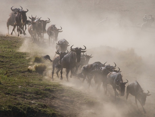 Gnus estão correndo pela savana. Grande migração. Quênia. Tanzânia. Parque Nacional Masai Mara. Efeito de movimento.