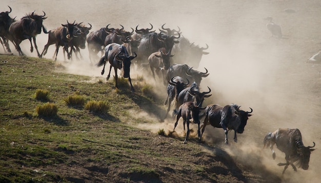 Gnus estão correndo pela savana. Grande migração. Quênia. Tanzânia. Parque Nacional Masai Mara. Efeito de movimento.