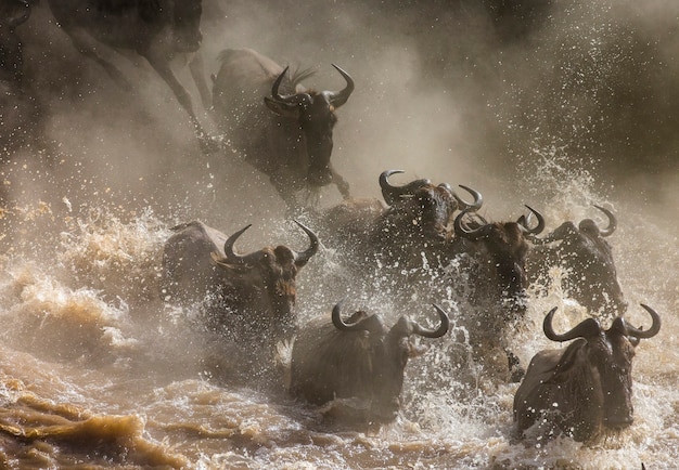 Gnus estão cruzando o rio Mara. Grande migração. Quênia. Tanzânia. Parque Nacional Masai Mara.