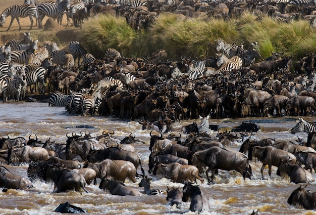 Gnus estão cruzando o rio Mara. Grande migração. Quênia. Tanzânia. Parque Nacional Masai Mara.