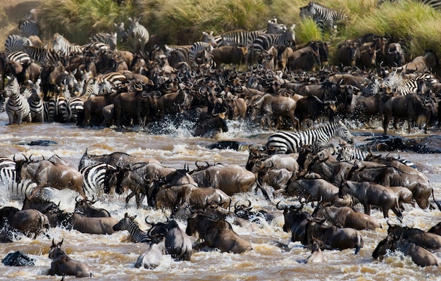 Gnus estão cruzando o rio Mara. Grande migração. Quênia. Tanzânia. Parque Nacional Masai Mara.