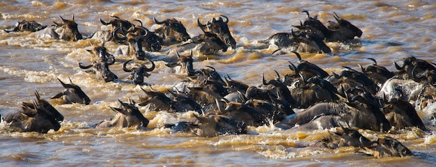 Gnus estão cruzando o rio Mara