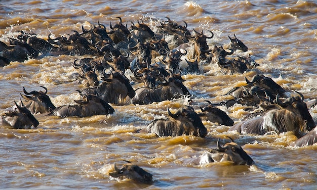 Gnus estão cruzando o rio Mara