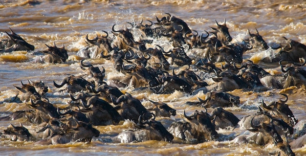 Gnus estão cruzando o rio Mara