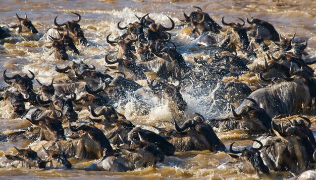 Gnus estão cruzando o rio Mara