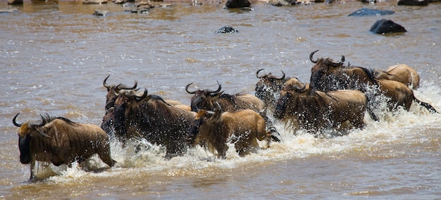 Gnus estão cruzando o rio Mara