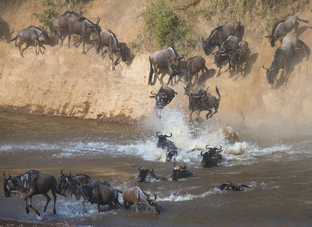 Gnus estão cruzando o rio Mara