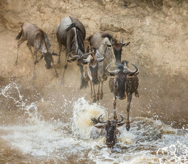 Gnus estão pulando no rio mara. grande migração.