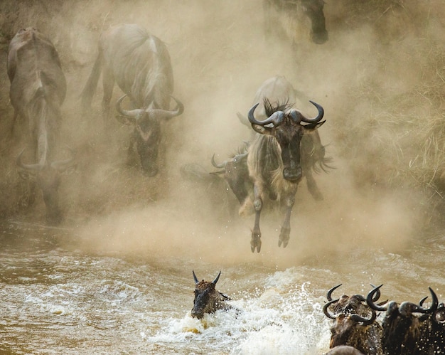 Gnus estão pulando no rio Mara.