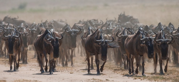 Gnus folgen einander in der Savanne. Große Migration. Kenia. Tansania. Masai Mara Nationalpark.